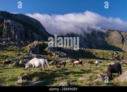 Wilde Welsh Ponys in Cwm Idwal, unterstützt von den Glyderau Mountains, Snowdonia National Park, North Wales, Großbritannien Stockfoto