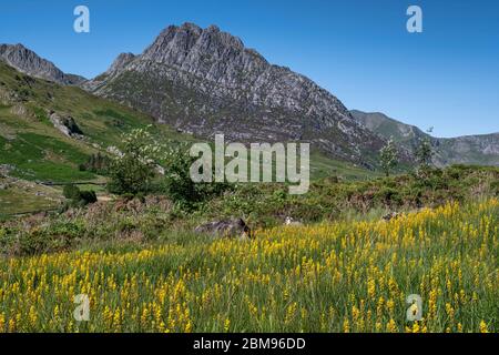 Wildblumen unterhalb von Tryfan, Ogwen Valley, Snowdonia National Park, North Wales, Großbritannien Stockfoto