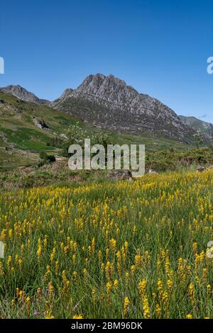 Wildblumen unterhalb von Tryfan, Ogwen Valley, Snowdonia National Park, North Wales, Großbritannien Stockfoto