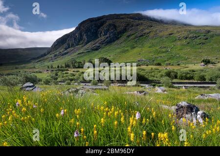 Wildblumen im Ogwen Valley, unterstützt von Galt yr Ogof, Ogwen Valley, Snowdonia National Park, North Wales, Großbritannien Stockfoto