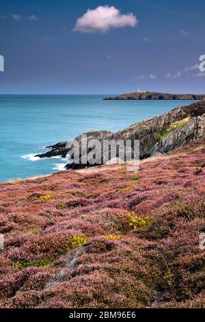 Heather auf dem Anglesey Coast Path Blick auf Point Lynas Lighthouse, in der Nähe von Amlwch, Anglesey, North Wales, Großbritannien Stockfoto