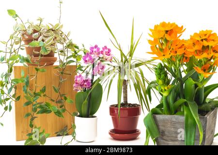 Housplants aus nächster Nähe. Kleine Indoor-Blumen, Orchidee, Dracaena, Stern von Bethlehem, Zoll-Pflanze, Nahaufnahme auf weißem Hintergrund Stockfoto