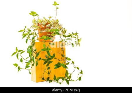 Inch-Pflanze, Tradescantia (Zebrina pendula, inchplant oder wandernden juden) eine Topfpflanze, nah oben isoliert auf weißem Hintergrund Stockfoto