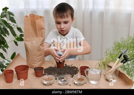 Ein Kind ist damit beschäftigt, Mikro-Grüns-Samen in Töpfe zu Pflanzen. Er gießt den Boden in einen Topf mit gefalteten Palmen Herz geformt. Stockfoto