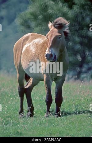 Przewalski Pferd Stockfoto