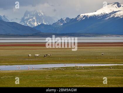 Typische patagonische Landschaft mit Bergen, Seen, Gletschern, Pferden, Hochlandgänsen und Flamingos. Lago Roca in der Nähe von El Calafate und Perito Moreno Gletscher Stockfoto