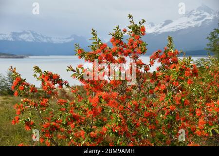 Embothrium coccineum, allgemein bekannt als der chilenische Feuerbaum, chilenischer Feuerbusch, notro oder ciruelillo, im Los Glaciares Nationalpark mit Lago Argenti Stockfoto