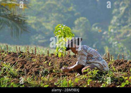 Ein Arbeiter, der einen Baum für ein Baumpflanzprogramm in einem Gebiet in der Nähe des Mount Gede Pangrango Nationalparks in Cicurug, Sukabumi, West Java, Indonesien, vorbereitet. Stockfoto