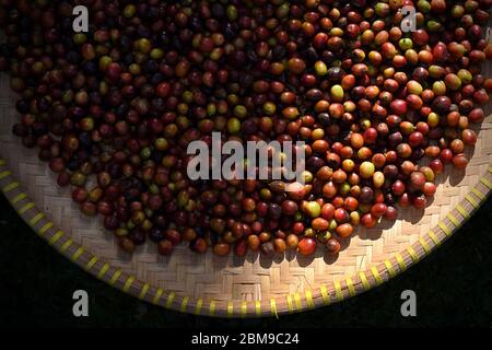 Frisch geerntete, handverlesene Kaffeekirschen aus Arabica-Kaffeepflanzen in Indonesien. Stockfoto