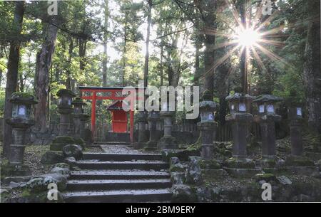 Schintoistischer Schrein mit roten Torii und Steinlaternen im japanischen Wald Stockfoto