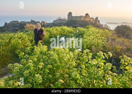 Abendspaziergang bei Sonnenuntergang am Hastings Castle, East Sussex, Großbritannien im Frühling. Alexander, Petersilie, Smyrnium olusatrum. Stockfoto