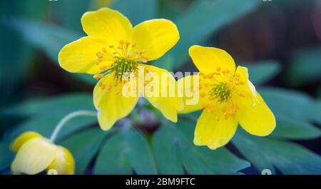 Gelbe Anemonblüten (Anemone ranunculoides) Stockfoto