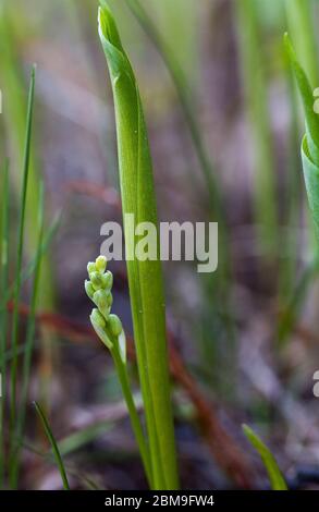 Knospen der Maiglöckchen (Convallaria majalis) Stockfoto