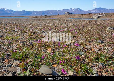 Hütte bei Myggbukta im Nordost-Grönland-Nationalpark Stockfoto