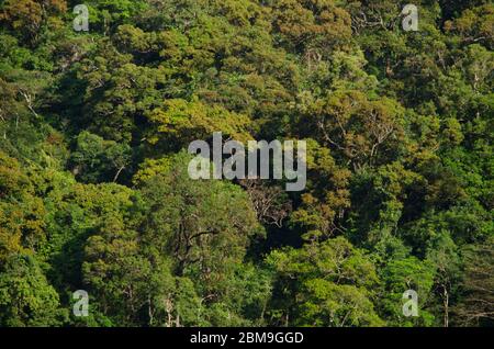 Hügel immer grünen Wald und bluein thailand Stockfoto