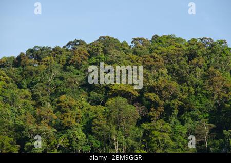 Hügel immer grünen Wald und bluein thailand Stockfoto