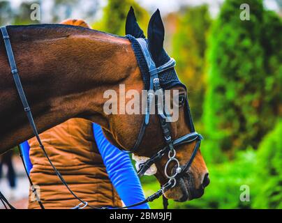 Der Kopf ist Kastanie schönes Pferd, trägt Zaum, Pferdesport. Grün verfärbt Bäume als Hintergrund. Stockfoto