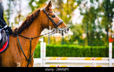 Rideron Sauerampfer in Springprüfung, Pferdesport. Hellbraunes Pferd und Junge in Uniform gehen zu springen. Horizontales Web-Header- oder Banner-Design. Stockfoto