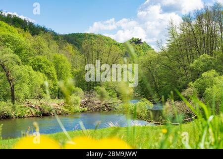 Hardegg: Thaya, Blick auf die Burgruine Neuhäusl, blühende Blume, Thaya River National Park Thayatal - Podyji, im Weinviertel, Niederösterreich, Lo Stockfoto