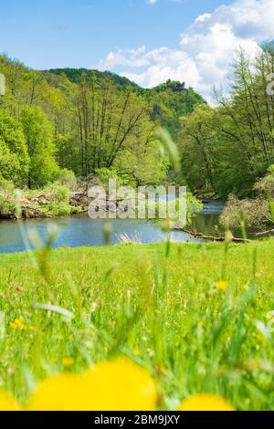 Hardegg: Thaya, Blick auf die Burgruine Neuhäusl, blühende Blume, Thaya River National Park Thayatal - Podyji, im Weinviertel, Niederösterreich, Lo Stockfoto