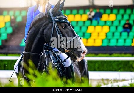 Schönes Mädchen auf schwarzem Pferd in Springprüfung, Pferdesport. Pferd und Mädchen in Uniform gehen zu springen. Horizontales Web-Header- oder Banner-Design. Stockfoto