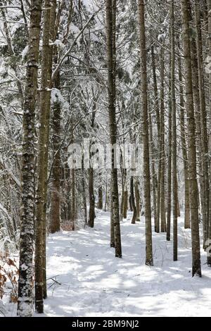 Verschneite Winterwaldstraße. Odaesan Nationalpark, Gangwon-do, Korea Stockfoto