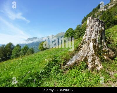 Baumstumpf auf einer Wiese in der Nähe des Brienzer Rothorn, Emmentaler Alpen, Schweizer Alpen, Schweiz Stockfoto