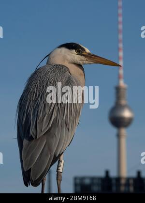 Berlin, Deutschland. Mai 2020. Ein Reiher sitzt auf dem Geländer einer Brücke nicht weit vom Fernsehturm entfernt. Quelle: Paul Zinken/dpa-zb-Zentralbild/dpa/Alamy Live News Stockfoto