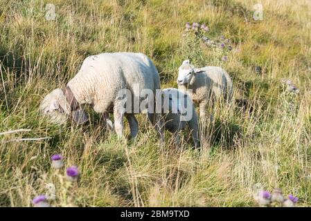 Drei Hausweisse, Ovis widder, eine Mutter und ihre beiden Lämmer auf einer Grasweide auf einem Hügel in den Bergen, Schweizer Alpen, Schweiz, Europa Stockfoto