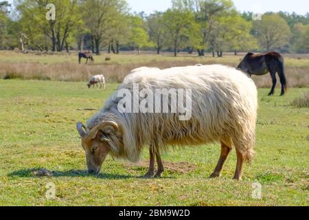Holländisches Heather Schaf, auf einem Feld gehörnt, Gras essend, Pferde im Hintergrund. Frühling in der Sonne., Friesland, Niederlande. Stockfoto
