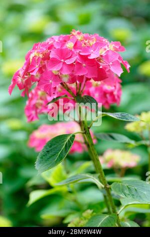 Rosa Blüten der Zwergmophon Hortensia macrophylla 'Westfalen' Stockfoto