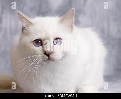 Ein Porträt der heiligen Katze von burma mit bläulichem Hintergrund Stockfoto