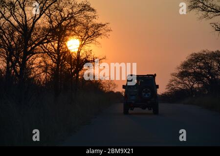 Geländewagen mit Allradantrieb über Land, der in den afrikanischen Sonnenuntergang in der Silhouette fährt, während die Sonne hinter den Dornen fällt Stockfoto