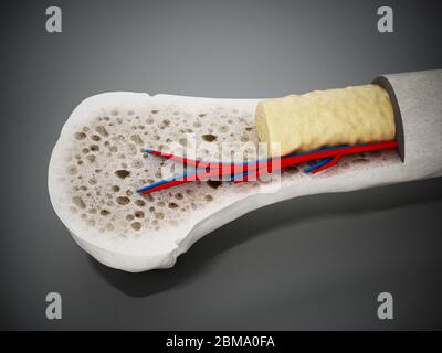 Querschnitt eines menschlichen Knochens mit Knochenmark, schwammigem Knochen und Blutgefäßen. 3D-Darstellung. Stockfoto