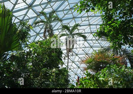 Tropischer grüner Regenwald in der geodätischen Wintergartenkuppel von Climatron im 'Missouri BOTANICAL GARDEN' - Saint Louis Town, MO Stockfoto