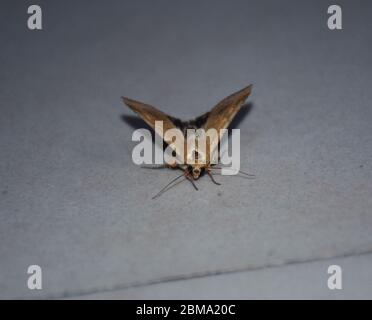 Ein Moth auf einem Boden sitzend. Sie sind eng mit Schmetterlingen verwandt, die aus ihnen entstanden sind. Die meisten Mottenarten sind nur nachts aktiv Stockfoto