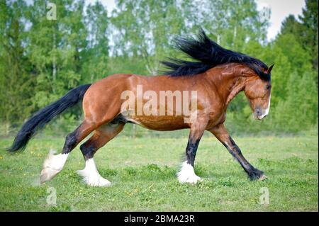 Vladimir Draft Pferd läuft Galopp auf der Wiese im Sommer Stockfoto