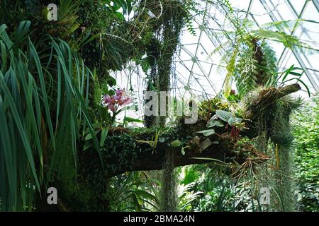 Tropischer grüner Regenwald in der geodätischen Wintergartenkuppel von Climatron im 'Missouri BOTANICAL GARDEN' - Saint Louis Town, MO Stockfoto