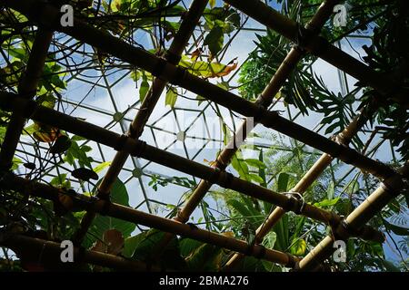 Tropischer grüner Regenwald in der geodätischen Wintergartenkuppel von Climatron im 'Missouri BOTANICAL GARDEN' - Saint Louis Town, MO Stockfoto