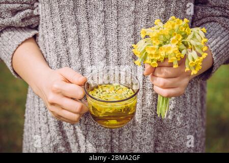 Frau Person trinken Kuhslip Kräutertee. Primula veris Tee (Kuhuntern, gemeiner Kuhuntern, Kuhuntern-Primeln; syn. Primula officinalis Hügel mit Blüten. Stockfoto