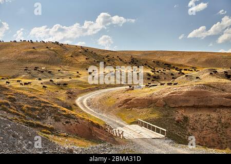 Herde Schafe auf der Straße mit Brücke am Berg Tal von Kirgisistan Stockfoto