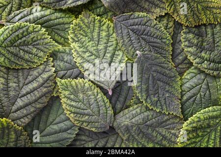 Dunkelgrüne Blätter Hintergrund mit Textur, Makro. Abstrakte florale Kulisse mit Naturstruktur, Nahaufnahme. Blattschmuck.