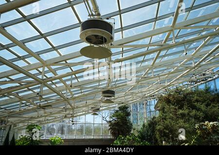 Tropischer grüner Regenwald in der geodätischen Wintergartenkuppel von Climatron im 'Missouri BOTANICAL GARDEN' - Saint Louis Town, MO Stockfoto