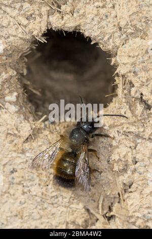 Rote Mauerbiene, Rostote Mauerbiene, Mauerbiene, Mauer-Biene, Männchen, am Nest, Neströhre, Niströhren, Wildbienen-Nisthilfe, Wildbienennisthilfe, OS Stockfoto