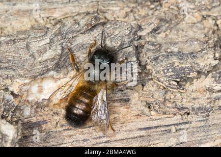 Rote Mauerbiene, Rostrote Mauerbiene, Mauerbiene, Mauer-Biene, Weibchen, Osmia bicornis, Osmia rufa, rote Maurerbiene, Maurerbiene, weiblich, L'osmie rousse, Stockfoto