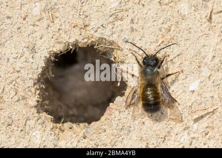 Rote Mauerbiene, Rostote Mauerbiene, Mauerbiene, Mauer-Biene, Männchen, am Nest, Neströhre, Niströhren, Wildbienen-Nisthilfe, Wildbienennisthilfe, OS Stockfoto