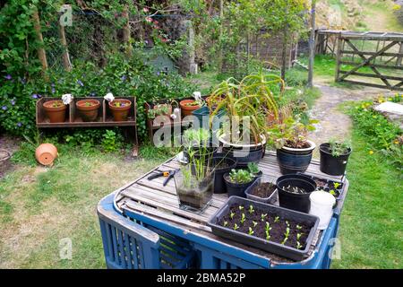 Sämlinge in Tablett auf Tisch mit Töpfen und Reihe von Töpfen mit Salat wächst in einem kleinen Garten Garten Carmarthenshire West Wales KATHY DEWITT Stockfoto