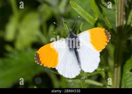 Aurorafalter, Männchen, Aurora-Falter, Anthocharis cardamines, orange-Spitze, männlich, L’Aurore, Piéride du cresson, Weißlinge, Pieridae Stockfoto