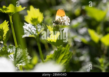 Aurorafalter, Männchen, Aurora-Falter, Anthocharis cardamines, orange-Spitze, männlich, L’Aurore, Piéride du cresson, Weißlinge, Pieridae, an Knoblauchsrauke Stockfoto