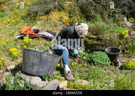 Ältere ältere ältere Frau hockt auf schrägen Garten Jäten Steingarten Pflanzen & Trug im Frühjahr Mai 2020 während Pandemie Aussperrung in Wales Großbritannien KATHY DEWITT Stockfoto